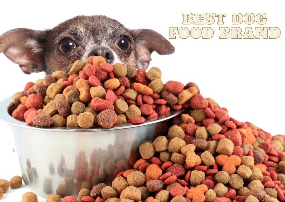 Best Dog Food Brand