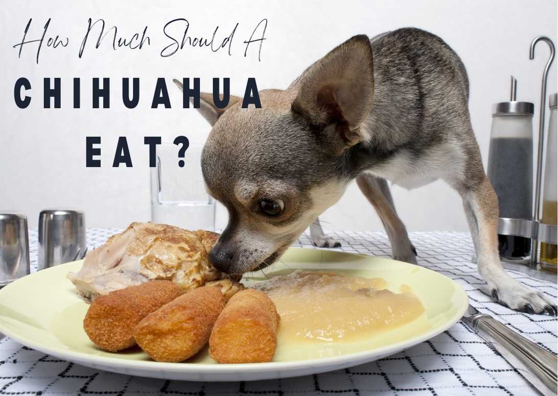 How Much Should A Chihuahua Eat