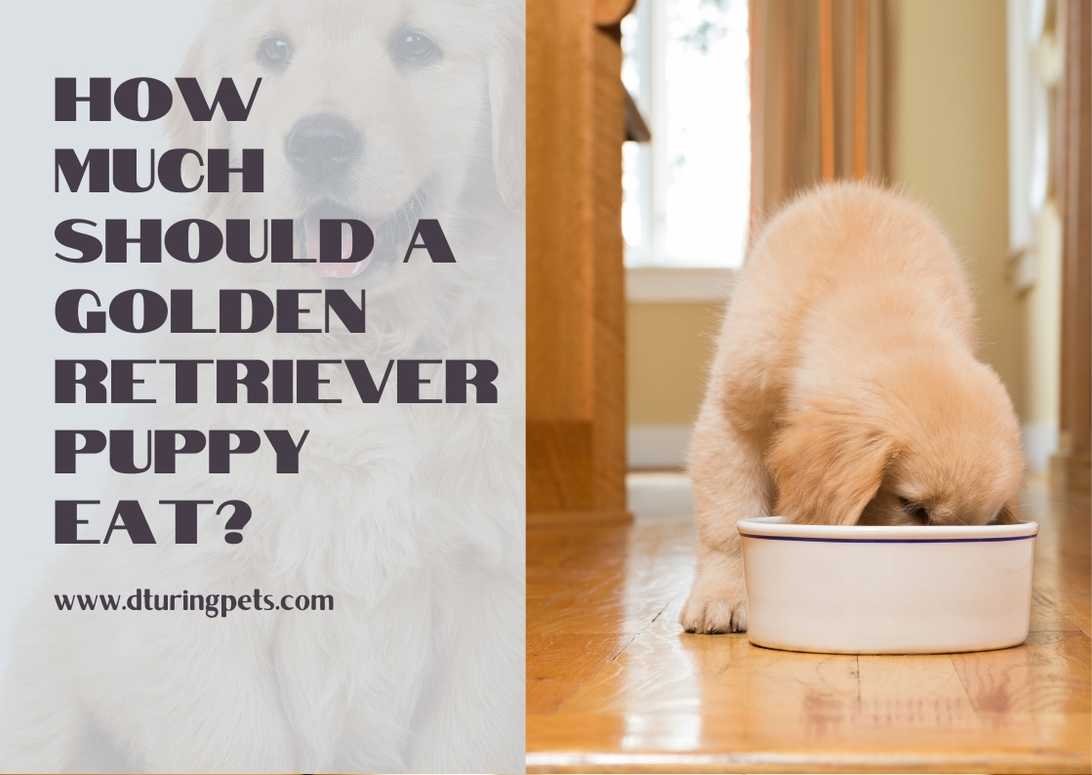 How Much Should A Golden Retriever Puppy Eat