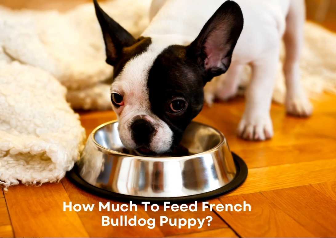 How Much To Feed French Bulldog Puppy