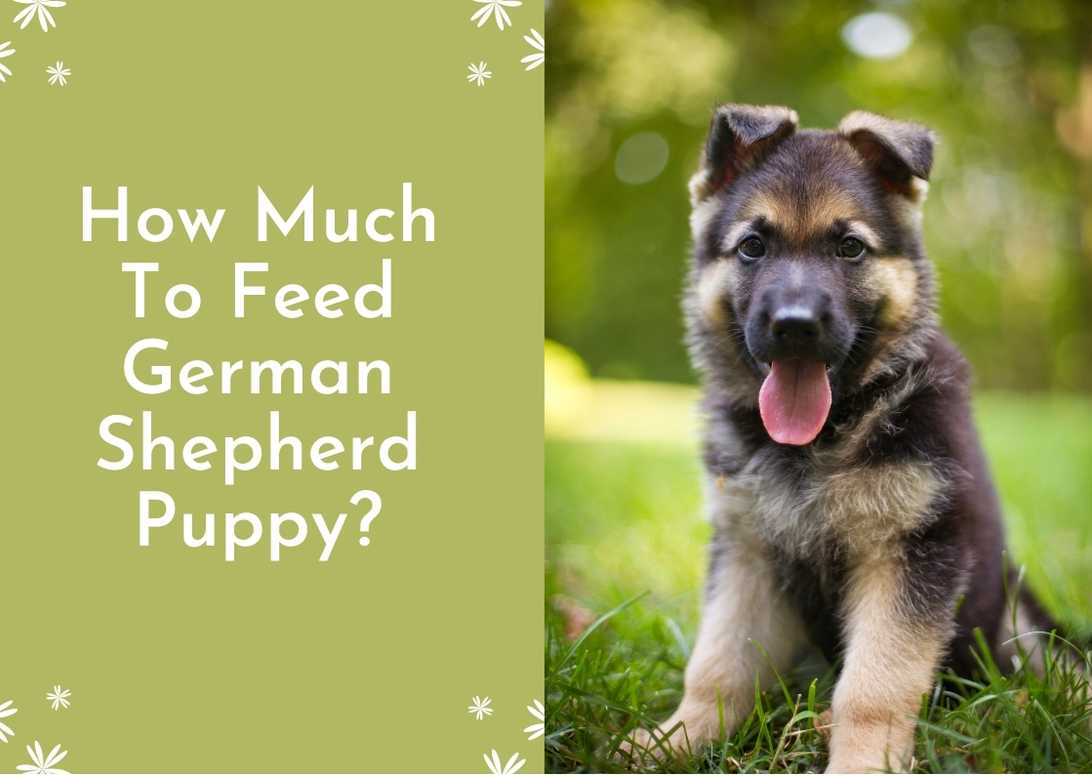 How Much To Feed German Shepherd Puppy