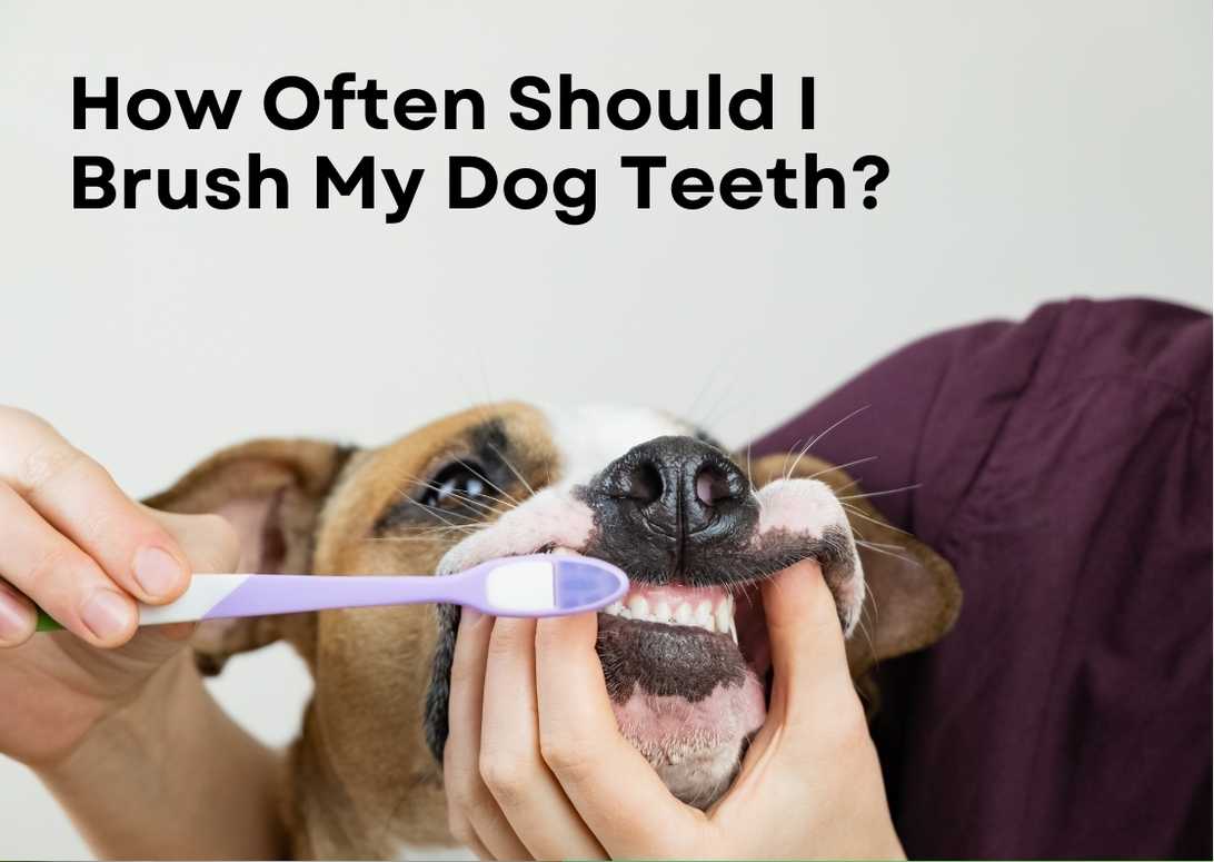 How Often Should I Brush My Dog Teeth