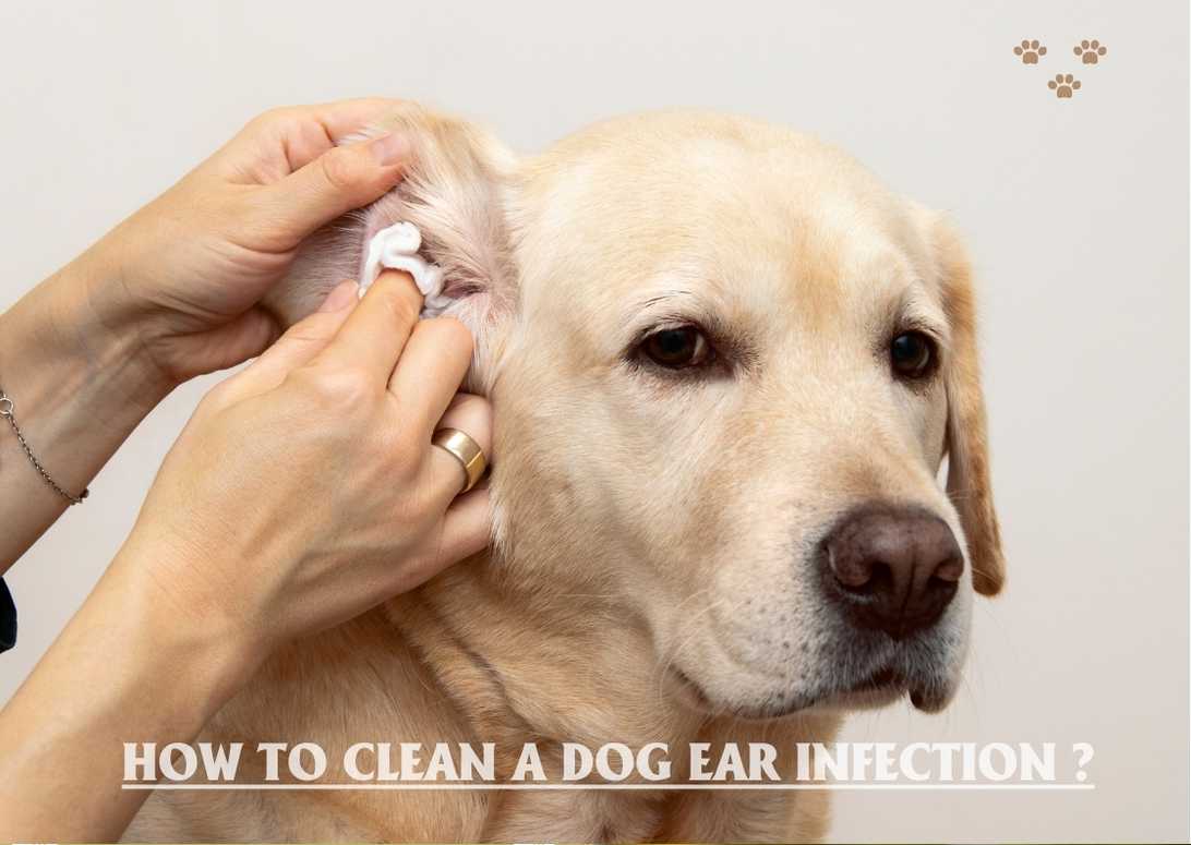 How To Clean A Dog Ear Infection