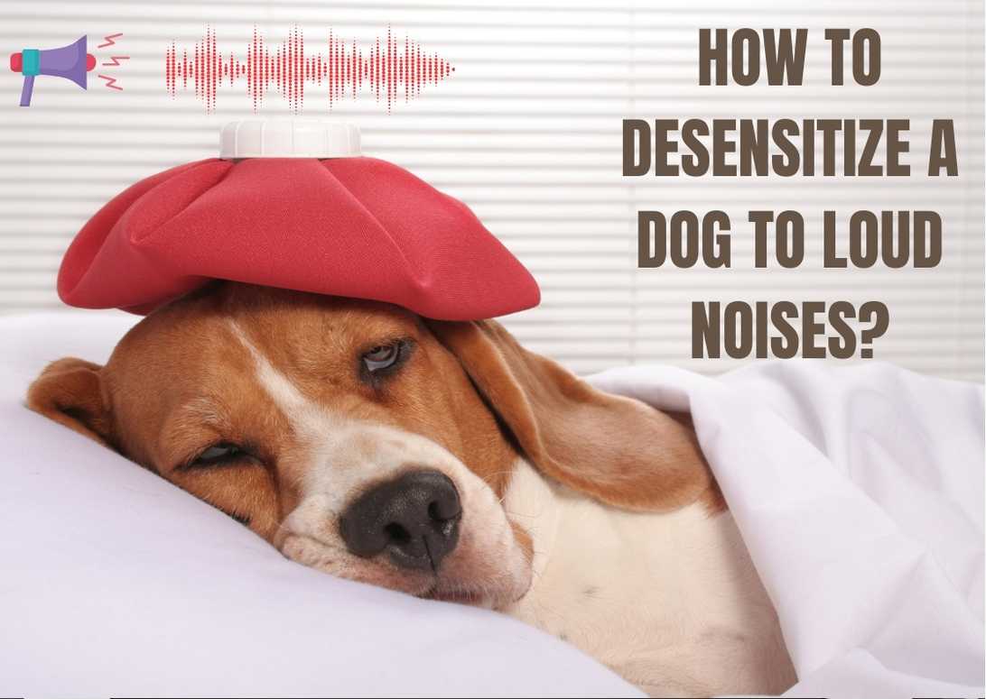 How To Desensitize A Dog To Loud Noises