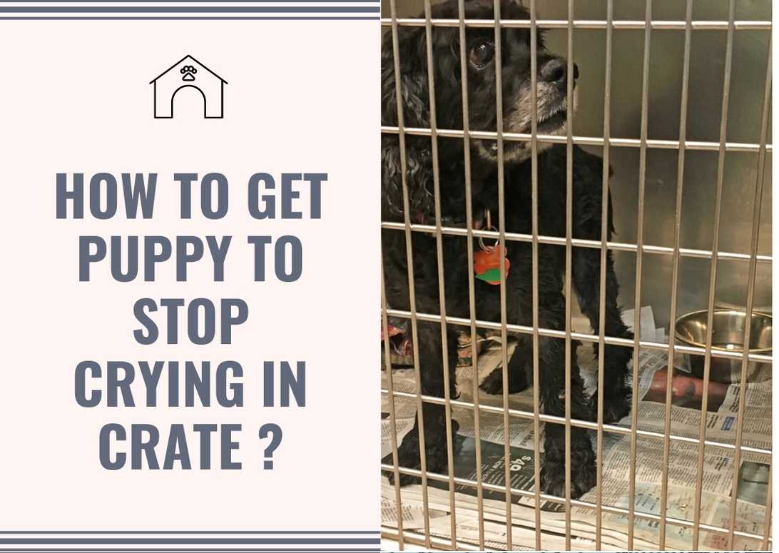 How To Get Puppy To Stop Crying In Crate