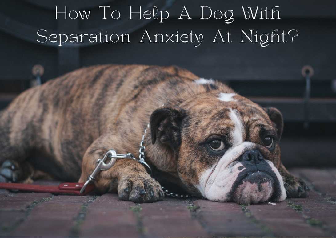 How To Help A Dog With Separation Anxiety At Night