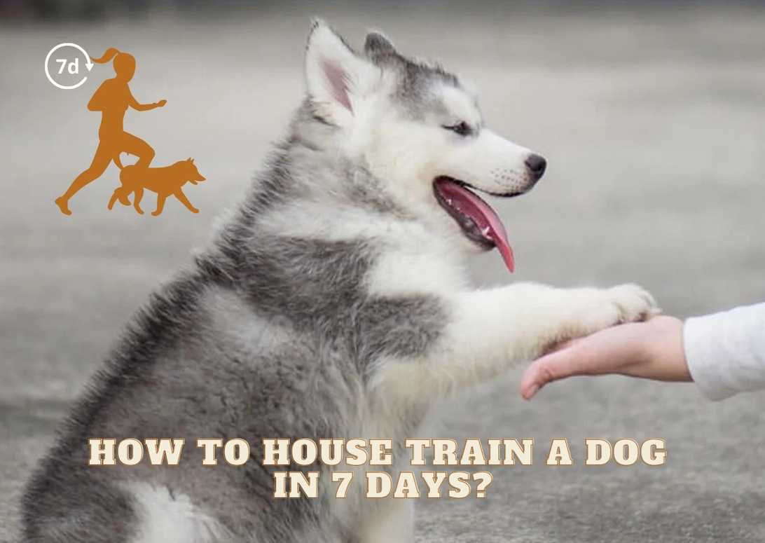 How To House Train A Dog In 7 Days