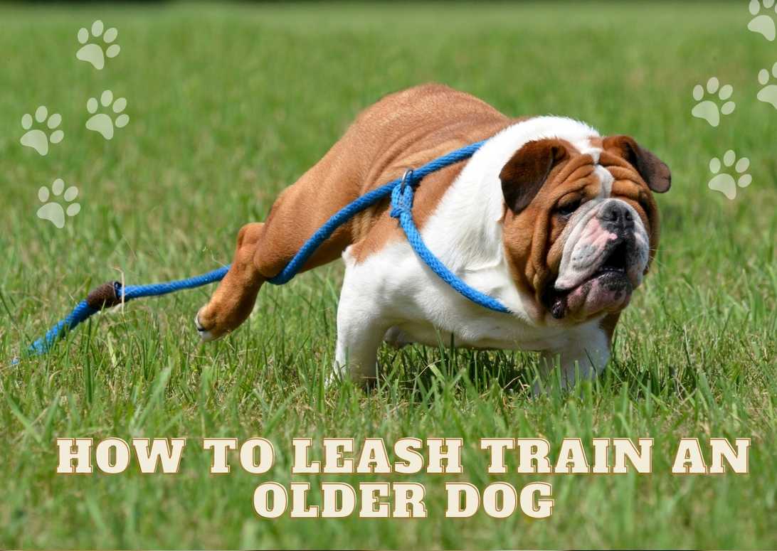 How To Leash Train An Older Dog