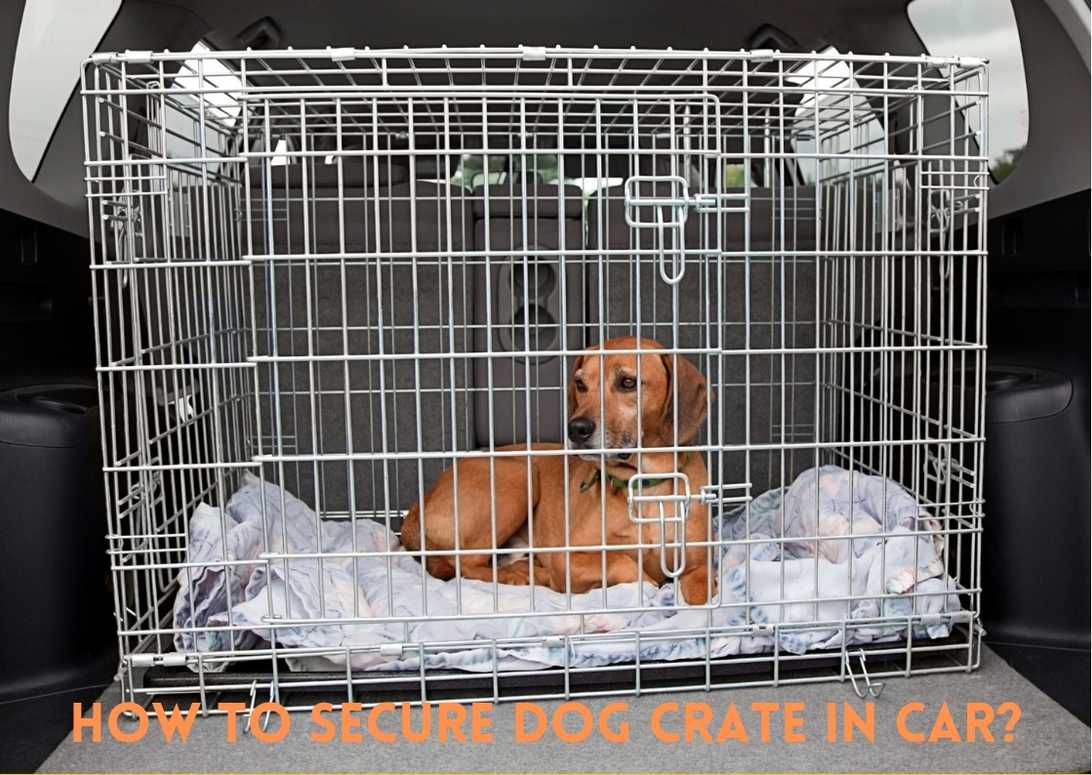 How To Secure Dog Crate In Car