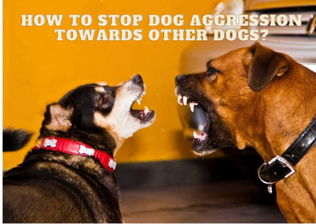 How To Stop Dog Aggression Towards Other Dogs