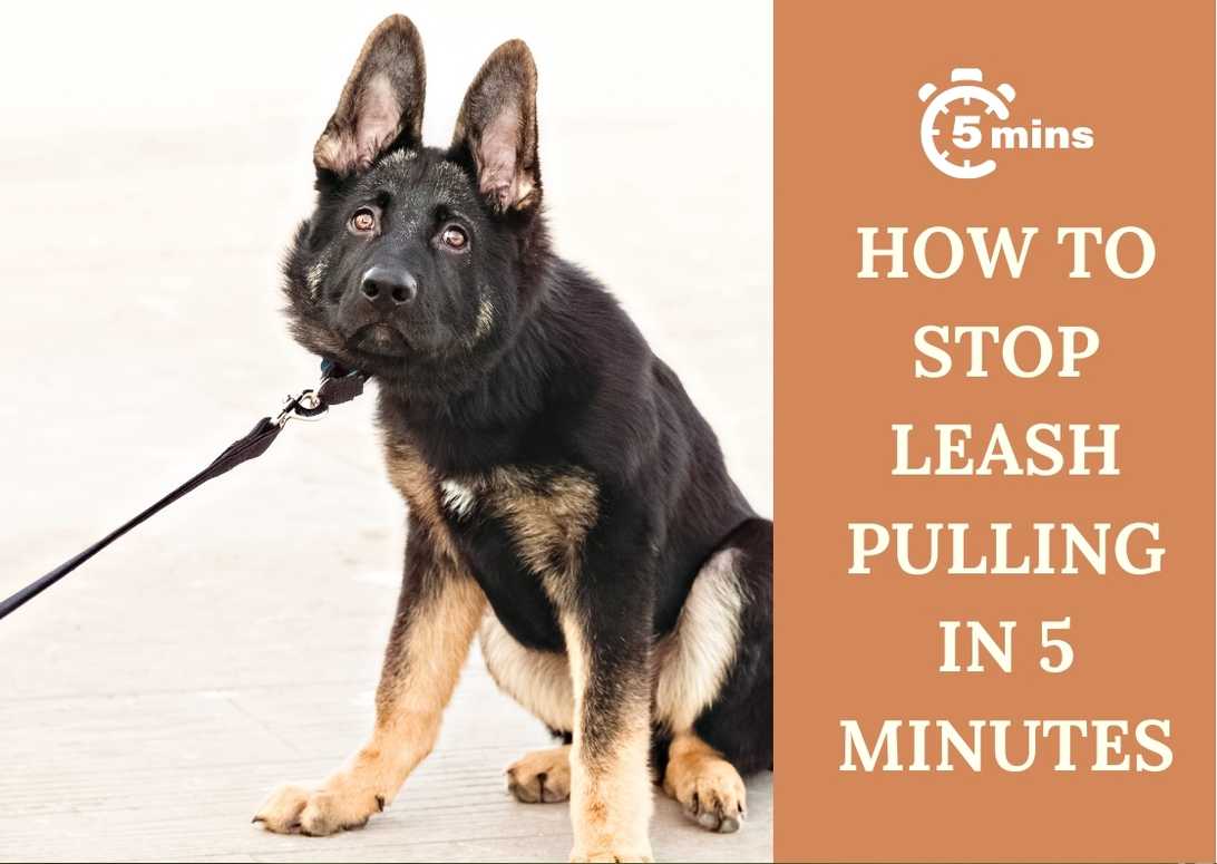 How To Stop Leash Pulling In 5 Minutes