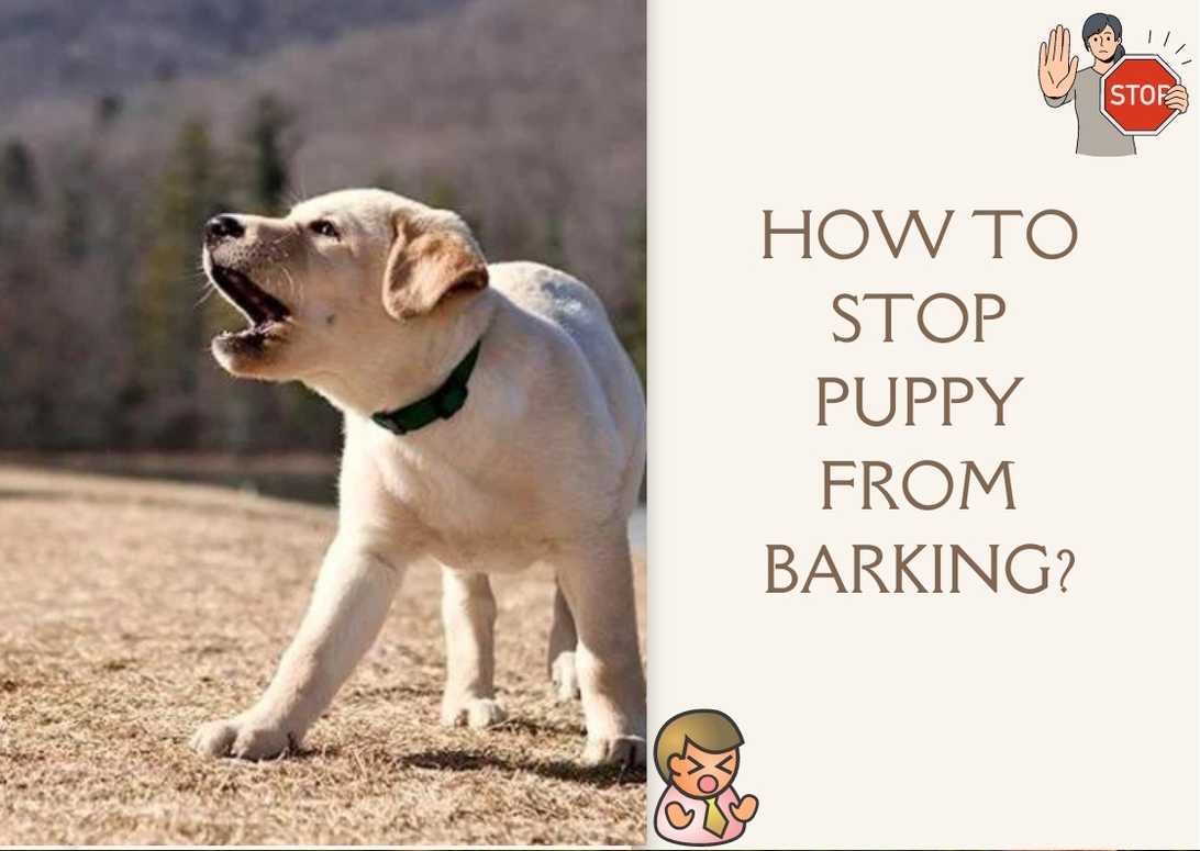 How To Stop Puppy From Barking