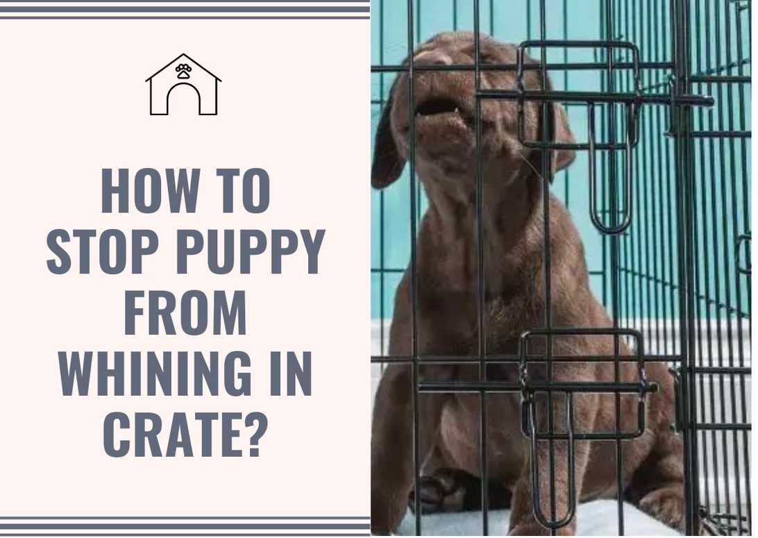 How To Stop Puppy From Whining In Crate