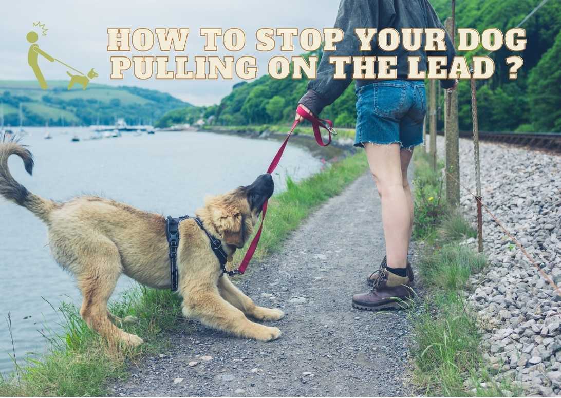 How To Stop Your Dog Pulling On The Lead