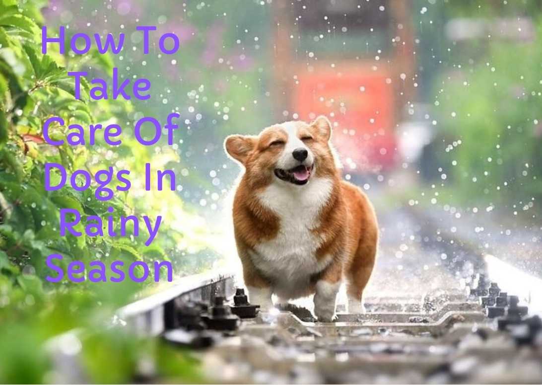 How To Take Care Of Dogs In Rainy Season