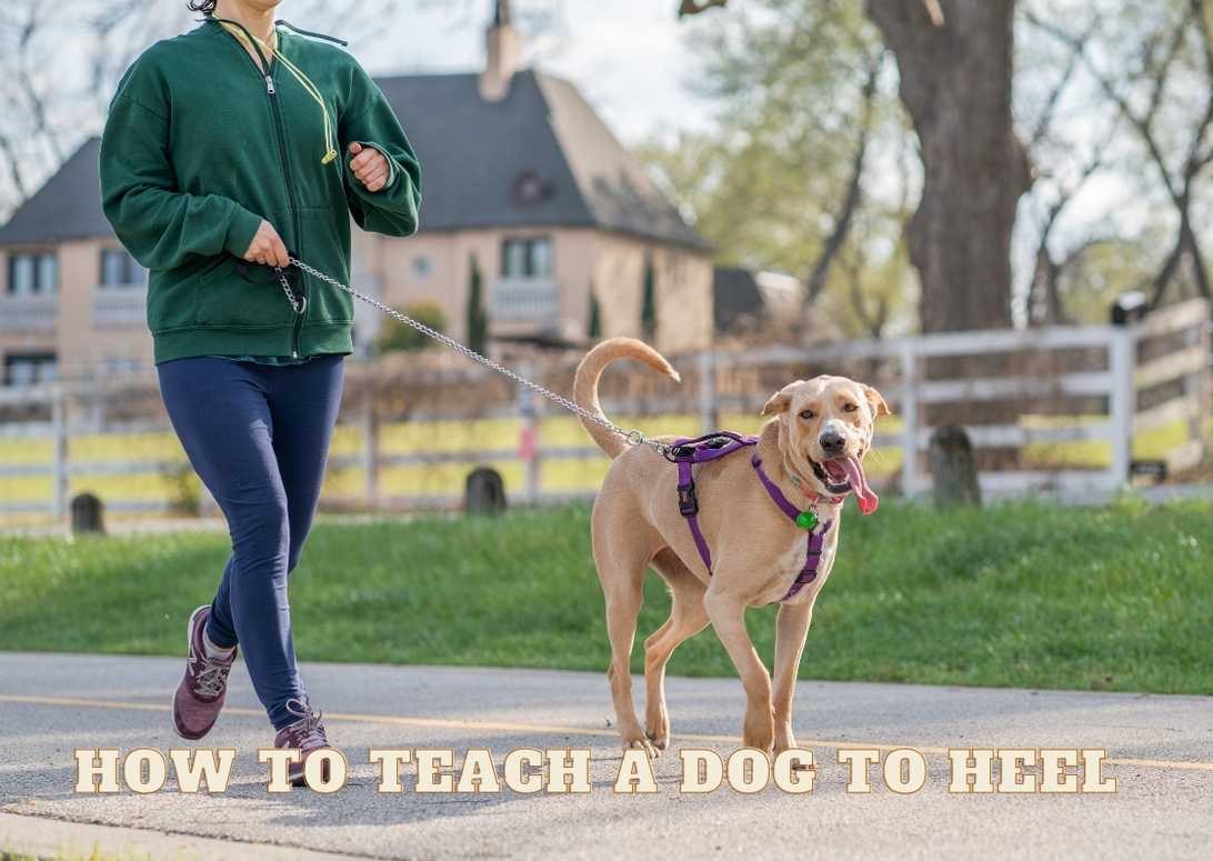 How To Teach A Dog To Heel