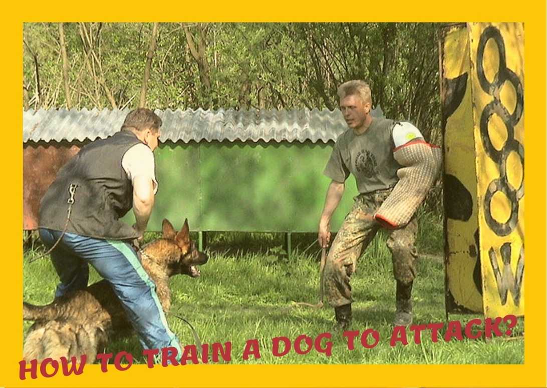 How To Train A Dog To Attack