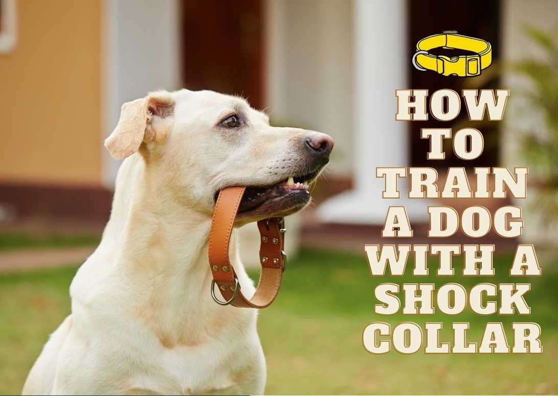 How To Train A Dog With A Shock Collar