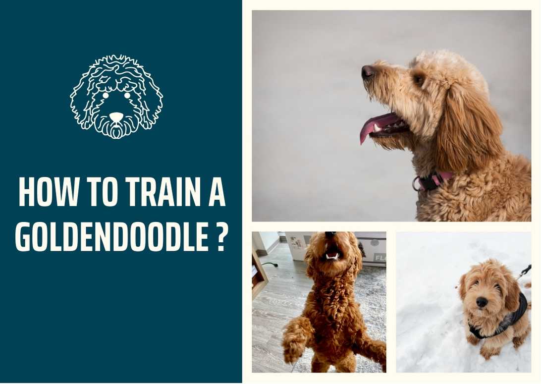 How To Train A Goldendoodle