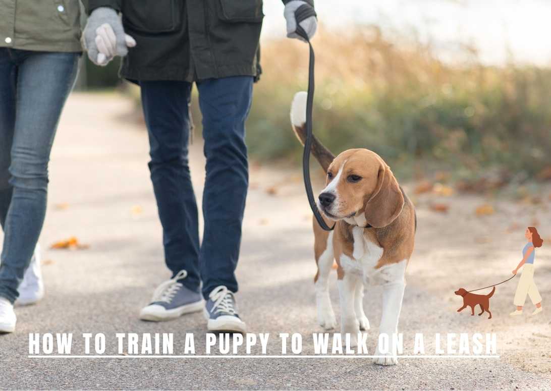 How To Train A Puppy To Walk On A Leash