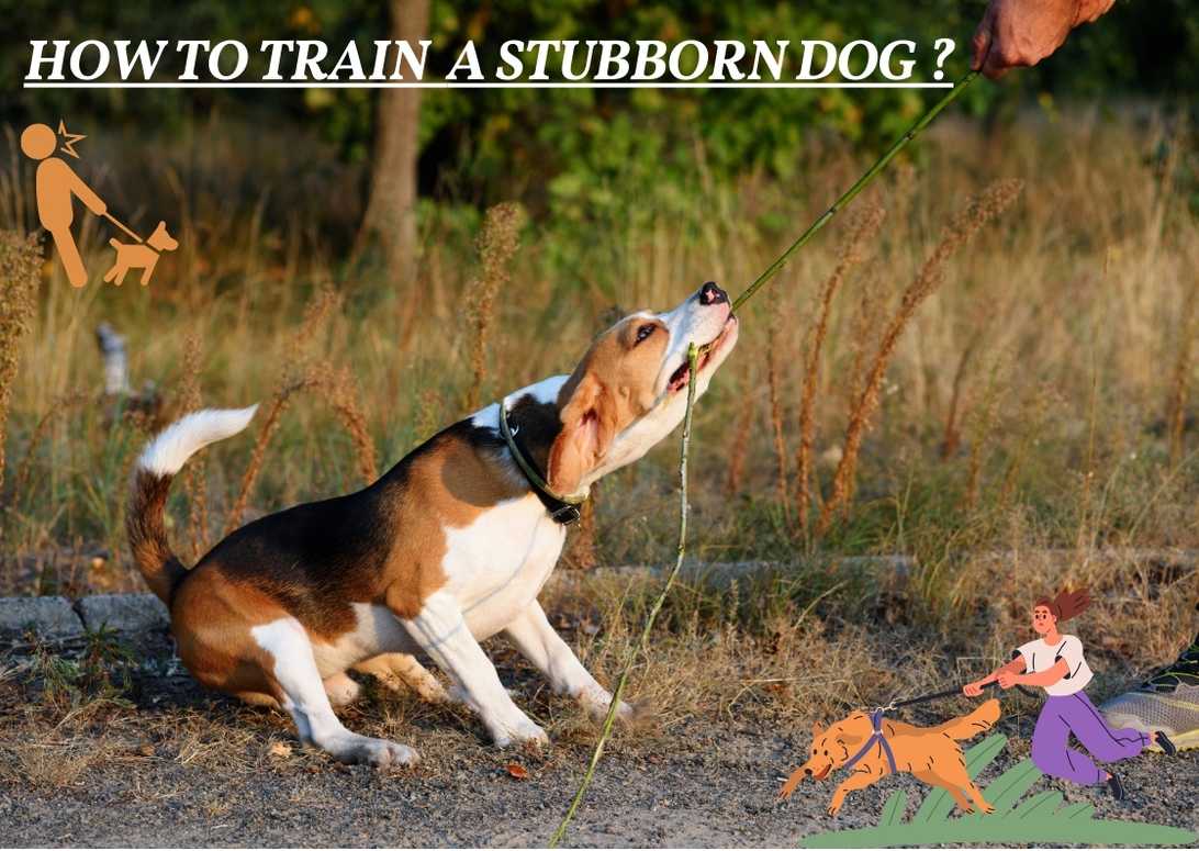 How To Train A Stubborn Dog