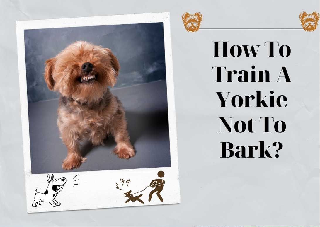 How To Train A Yorkie Not To Bark