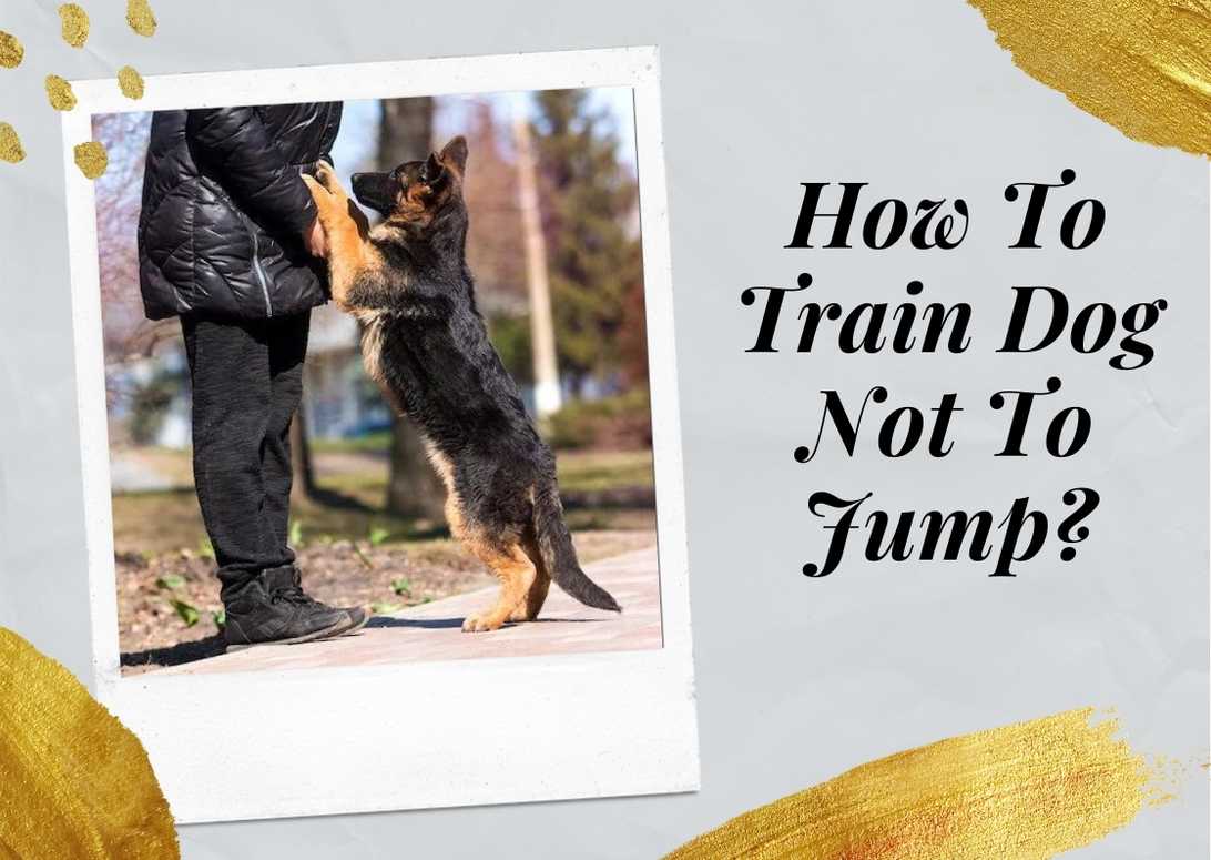 How To Train Dog Not To Jump