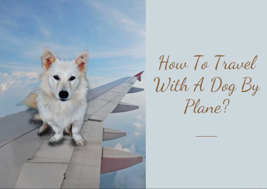 How To Travel With A Dog By Plane