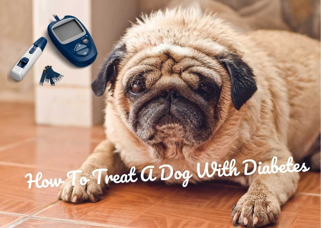 How To Treat A Dog With Diabetes