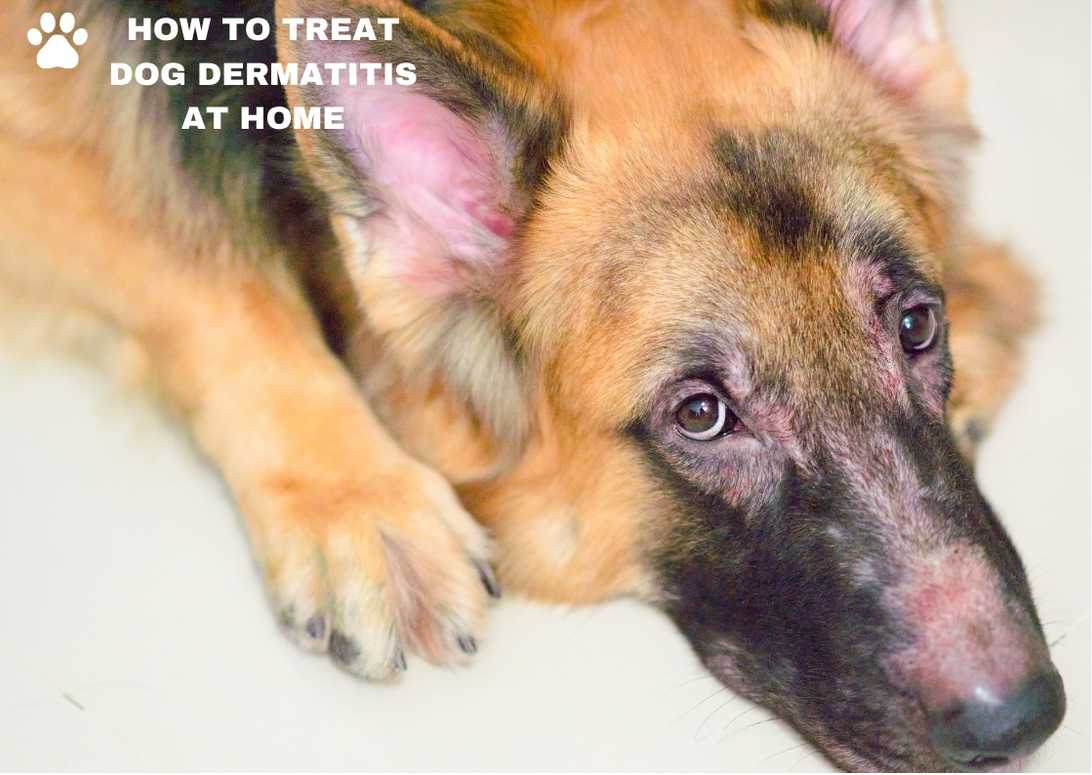 How To Treat Dog Dermatitis At Home