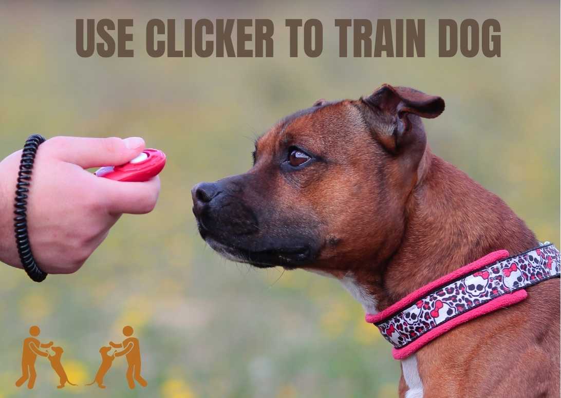 How To Use Clicker To Train Dog