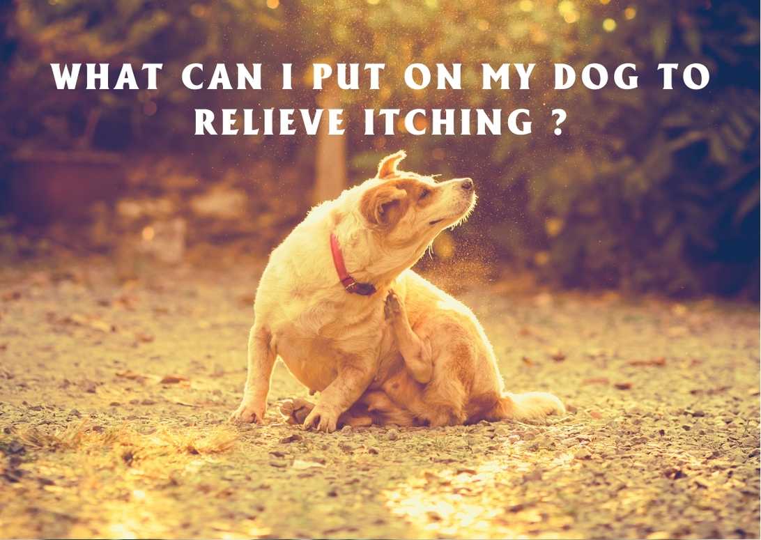 What Can I Put On My Dog To Relieve Itching