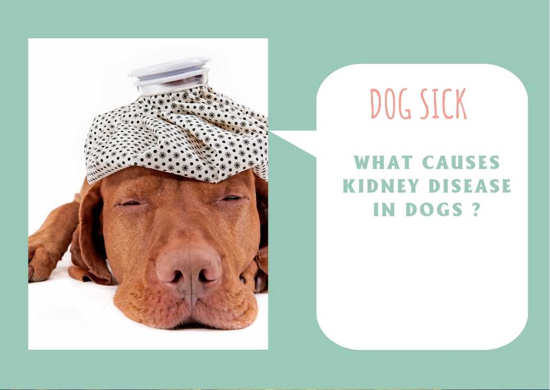 What Causes Kidney Disease In Dogs