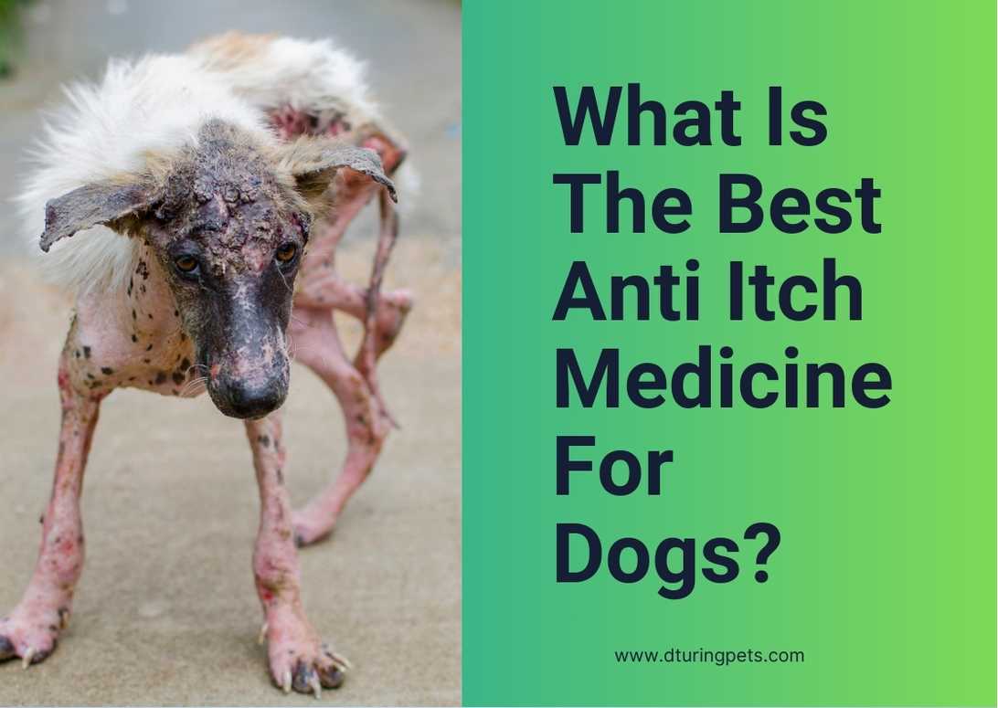 What Is The Best Anti Itch Medicine For Dogs