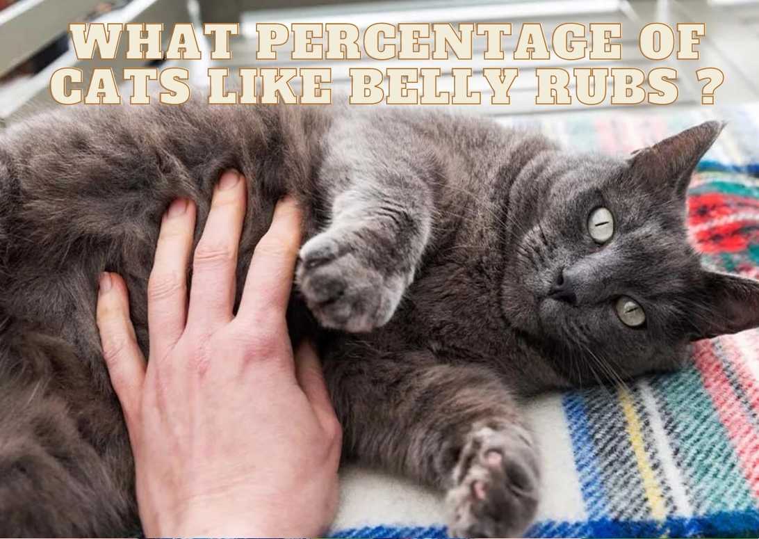 What Percentage Of Cats Like Belly Rubs