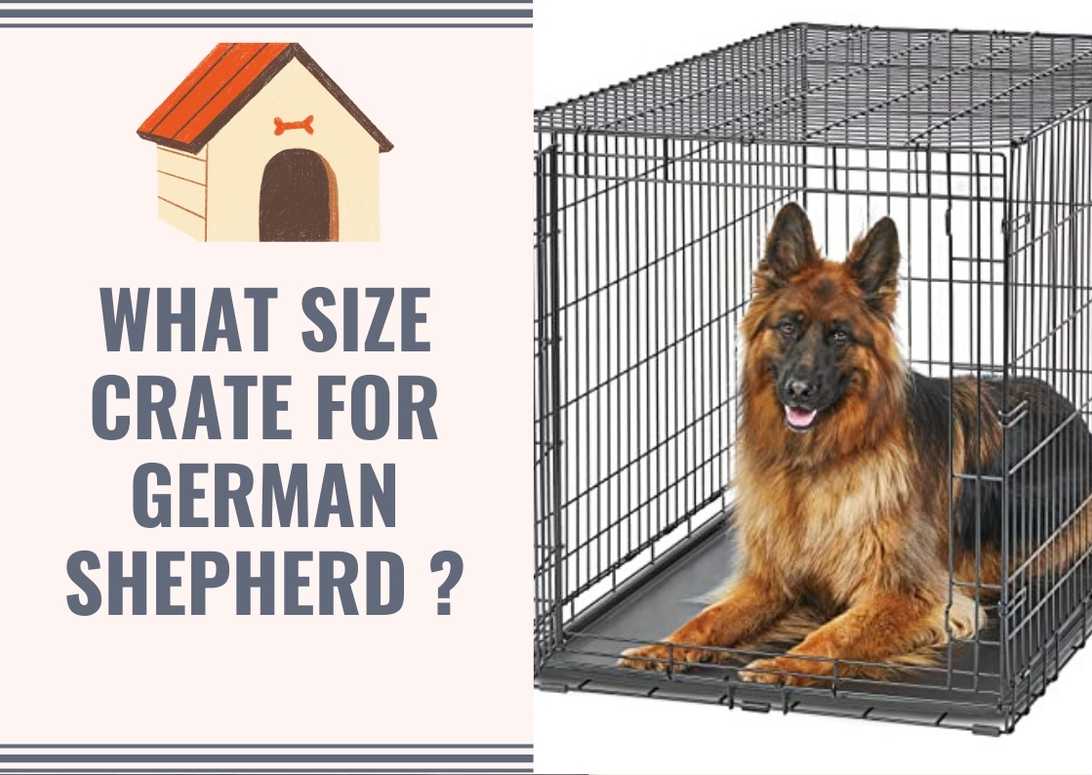 What Size Crate For German Shepherd