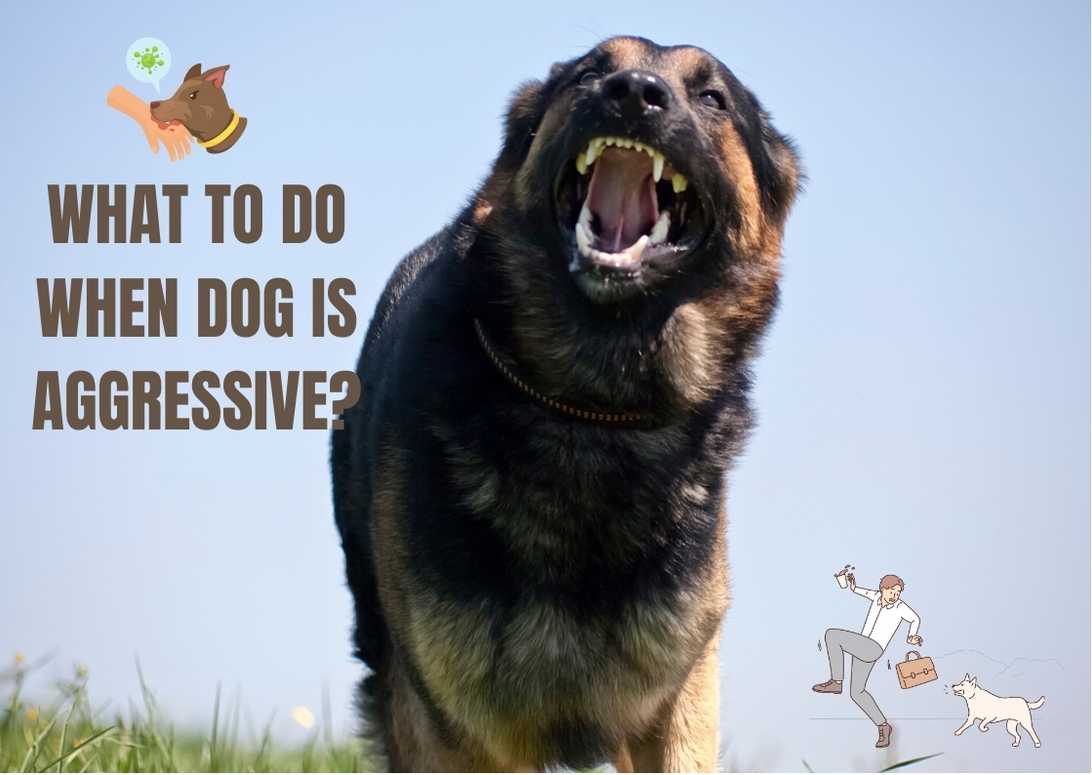 What To Do When Dog Is Aggressive