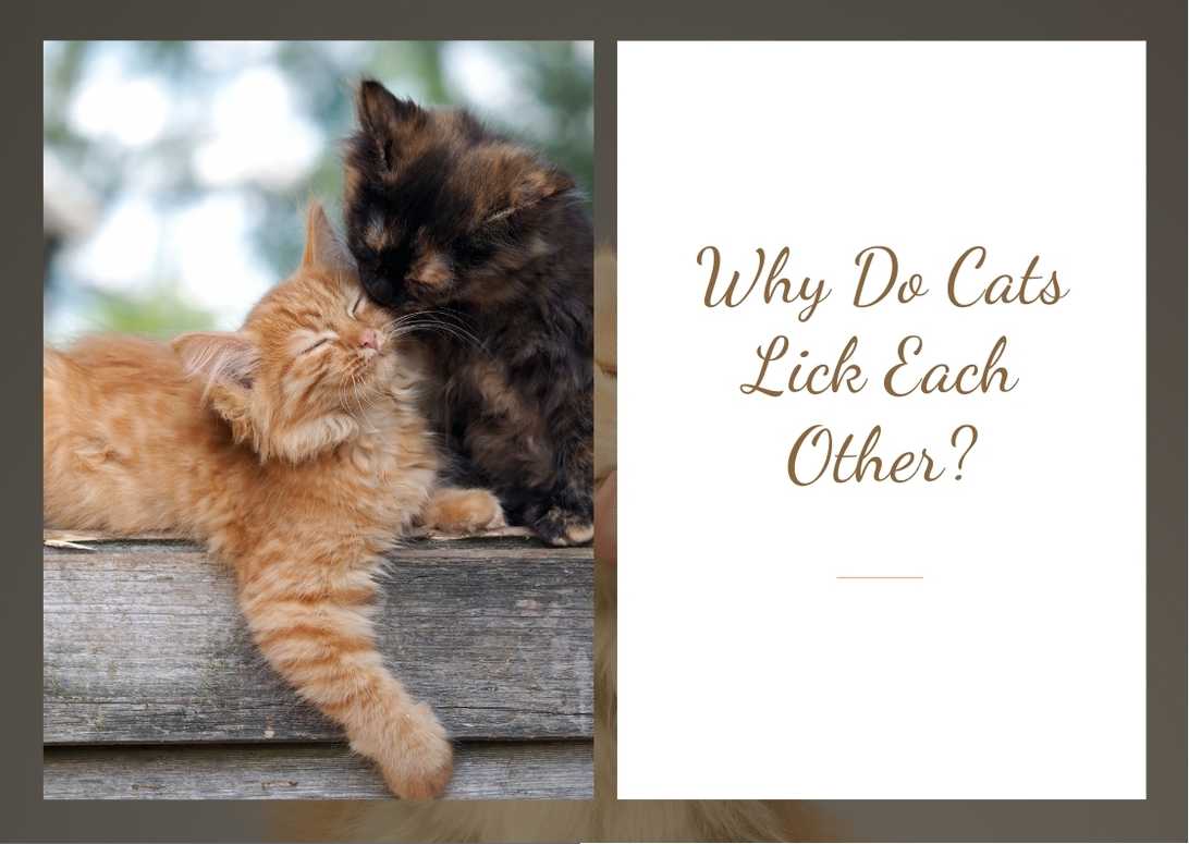 Why Do Cats Lick Each Other