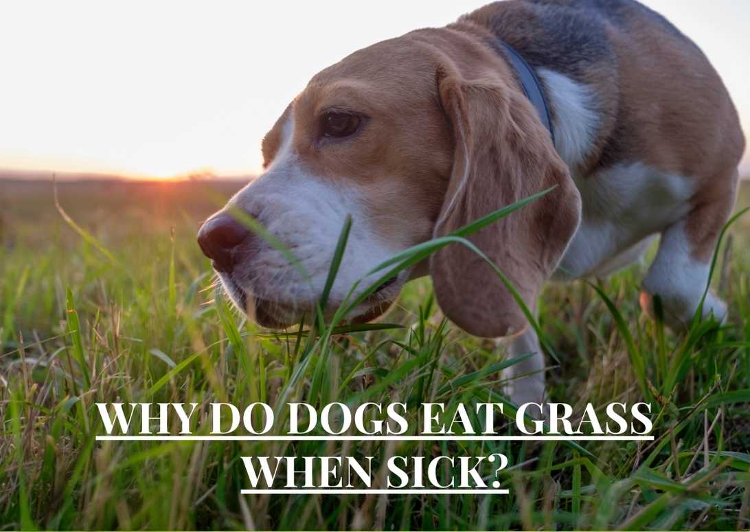 Why Do Dogs Eat Grass When Sick