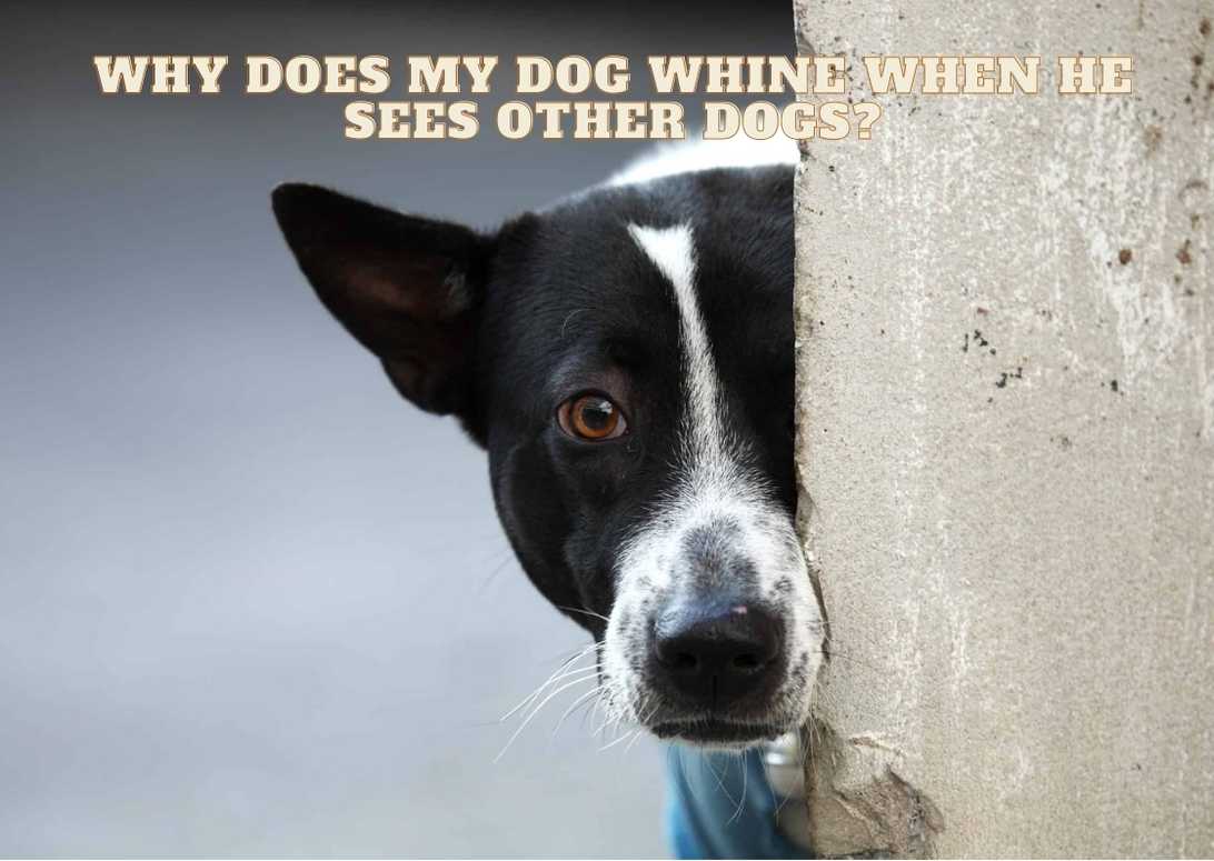 Why Does My Dog Whine When He Sees Other Dogs